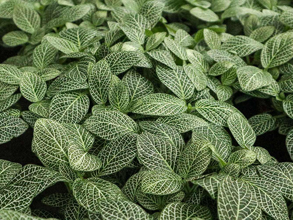 网纹草