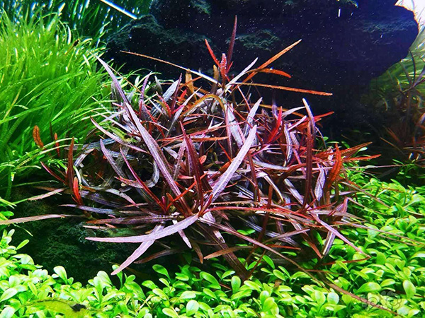 紫红针叶柳