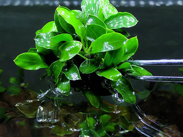 小水榕