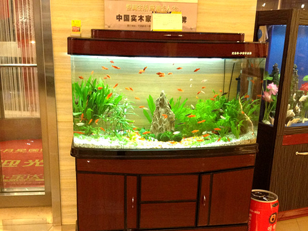 钢琴鱼缸